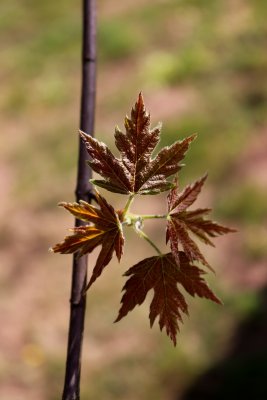 Acer saccharinum - javor stříbrný - list jaro (53)